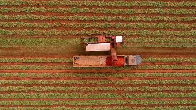 colheita de tomates de alta qualidade